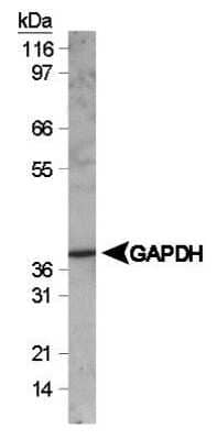 Western Blot: NIH 3T3 Whole Cell Lysate [NB800-PC8]