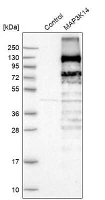 Western Blot: NIK/MAP3K14 Antibody [NBP1-83414]