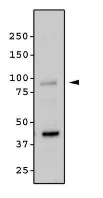 Western Blot: NIK/MAP3K14 AntibodyBSA Free [NBP2-23603]