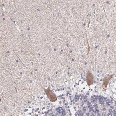 Immunohistochemistry-Paraffin: NINL Antibody [NBP1-81451]