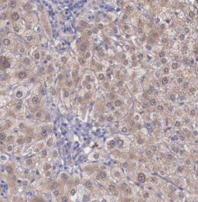 Immunohistochemistry-Paraffin: NINL Antibody [NBP1-81451]