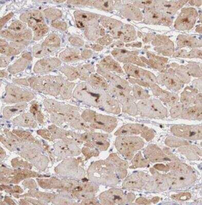 Immunohistochemistry-Paraffin: NINL Antibody [NBP1-81451]