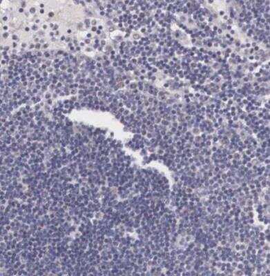 Immunohistochemistry-Paraffin: NINL Antibody [NBP1-81451]
