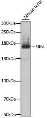 Western Blot: NINL AntibodyBSA Free [NBP2-93331]