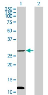 Western Blot: NIP Antibody [H00090527-B01P]