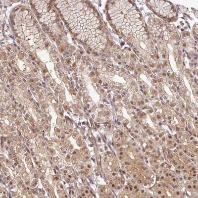 Immunohistochemistry-Paraffin: NIP30 Antibody [NBP2-13988]