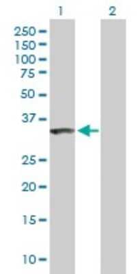 Western Blot: NIP30 Antibody [H00080011-B01P]