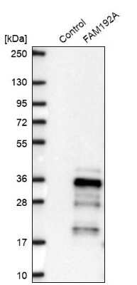 Western Blot: NIP30 Antibody [NBP2-13988]