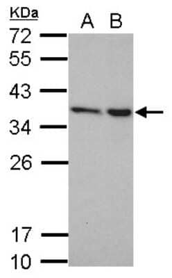 Western Blot: NIP30 Antibody [NBP2-19543]