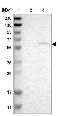 Western Blot: NIPA Antibody [NBP1-82565]