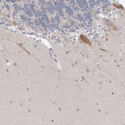 Immunohistochemistry-Paraffin: NIPA1 Antibody [NBP1-93476]