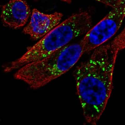 Immunocytochemistry/ Immunofluorescence: NIPA2 Antibody [NBP2-56387]