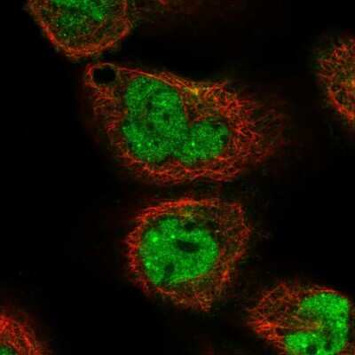 Immunocytochemistry/ Immunofluorescence: NIPAL3 Antibody [NBP1-84221]