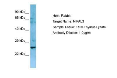 Western Blot: NIPAL3 Antibody [NBP2-83270]