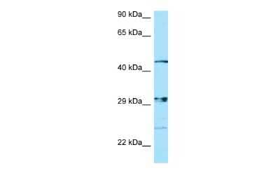 Western Blot: NIPAL3 Antibody [NBP2-83271]