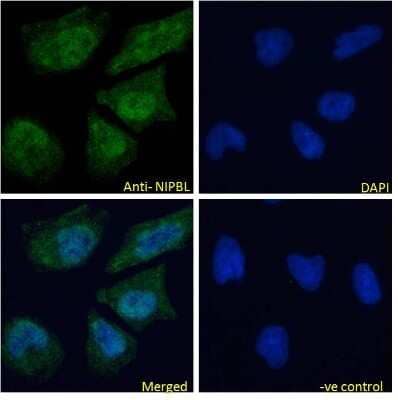 Immunocytochemistry/ Immunofluorescence: NIPBL Antibody [NBP1-52168]