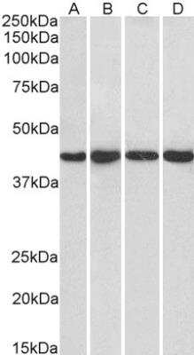 Western Blot: NIPP1 Antibody [NB100-1286]