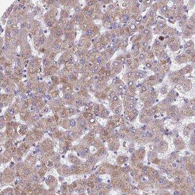 Immunohistochemistry-Paraffin: NIPSNAP1 Antibody [NBP2-31755]