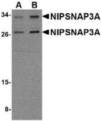 Western Blot: NIPSNAP3A AntibodyBSA Free [NBP1-76968]