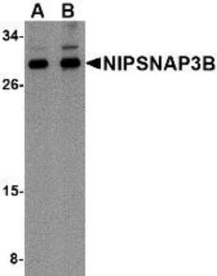 Western Blot: NIPSNAP3B AntibodyBSA Free [NBP1-77341]