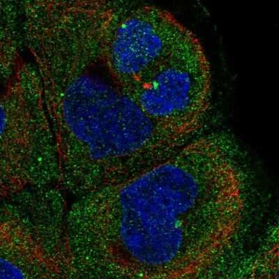 Immunocytochemistry/ Immunofluorescence: NIR2 Antibody [NBP2-56687]