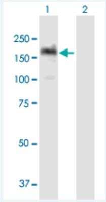 Western Blot: NIR2 Antibody [H00009600-B01P-50ug]