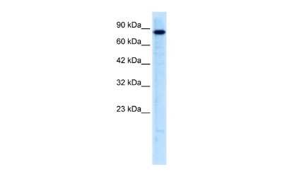 Western Blot: NIRF Antibody [NBP2-86734]