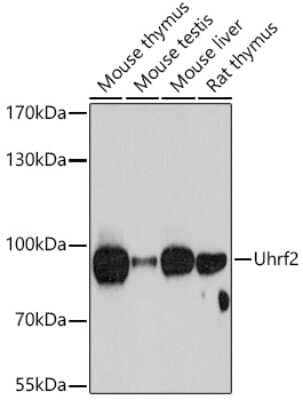 Western Blot: NIRF AntibodyBSA Free [NBP2-94602]