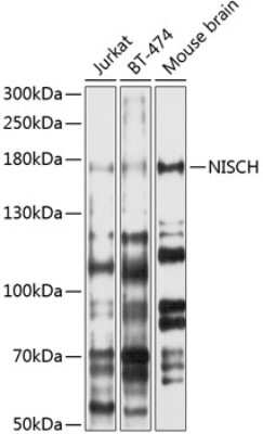 Western Blot: NISCH AntibodyBSA Free [NBP2-93017]