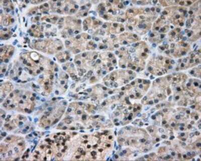 Immunohistochemistry-Paraffin: NIT2 Antibody (OTI2B9) [NBP2-02486]