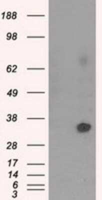 Western Blot: NIT2 Antibody (OTI2B9) [NBP2-02486]