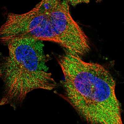 Immunocytochemistry/ Immunofluorescence: NIT2 Antibody [NBP1-89486]