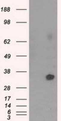 Western Blot: NIT2 Antibody (OTI2B9)Azide and BSA Free [NBP2-72995]