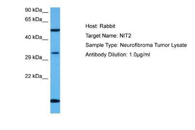 Western Blot: NIT2 Antibody [NBP2-85382]