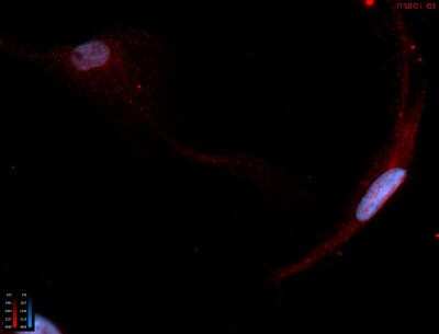 Immunocytochemistry/ Immunofluorescence: NK1R Antibody - BSA Free [NB300-119]