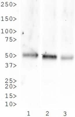 Western Blot: NK1R AntibodyBSA Free [NB300-119]