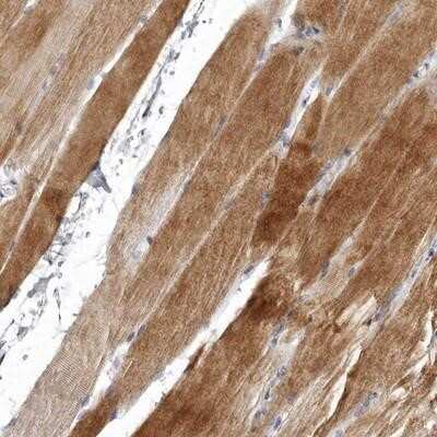 Immunohistochemistry-Paraffin: NKAIN4 Antibody [NBP1-90809]