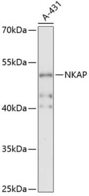 Western Blot: NKAP AntibodyAzide and BSA Free [NBP2-94639]