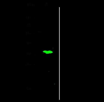 Western Blot: NKAPD1 Antibody [NBP2-99180]