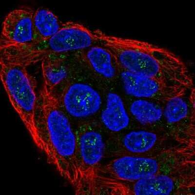 Immunocytochemistry/ Immunofluorescence: NKD1 Antibody [NBP2-30532]