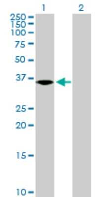 Western Blot: NKD2 Antibody [H00085409-B01P]