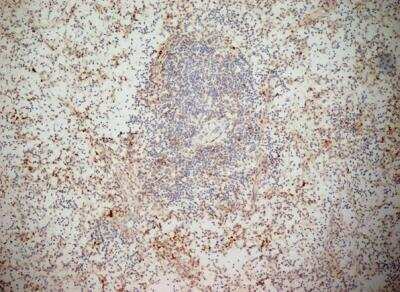 Immunohistochemistry-Frozen: NKG2D/CD314 Antibody (1D11) - Low Endotoxin, Azide and BSA Free [NB100-65956]