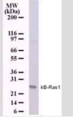 Western Blot: NKIRAS1 Antibody (184C278)Azide Free [NBP2-33227]