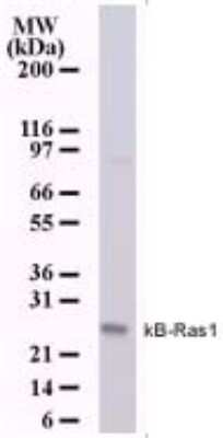 Western Blot: NKIRAS1 Antibody (184C278) [NB100-56555]