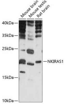 Western Blot: NKIRAS1 AntibodyAzide and BSA Free [NBP2-93958]