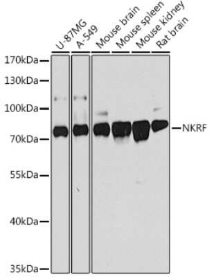 Western Blot: NKRF AntibodyBSA Free [NBP2-94323]