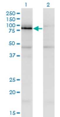 Western Blot: NKRF Antibody (1F6) [H00055922-M06]