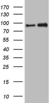 Western Blot: NKRF Antibody (OTI4C2)Azide and BSA Free [NBP2-73001]