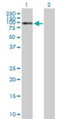 Western Blot: NKRF Antibody [H00055922-B01P]