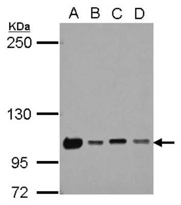 Western Blot: NKRF Antibody [NBP2-15041]